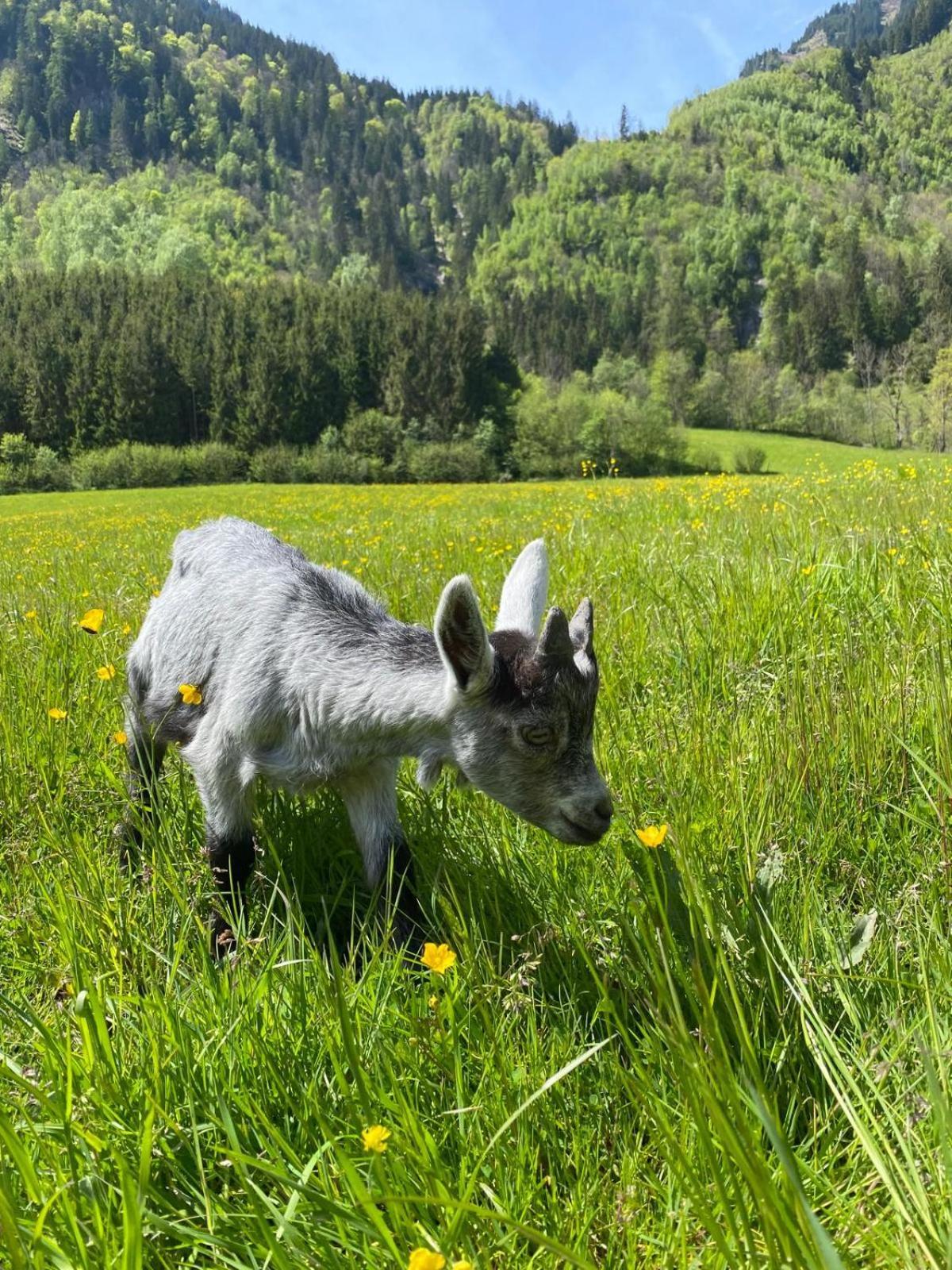 Сasa de vacaciones Hirzbachgut Fusch an der Grossglocknerstrasse