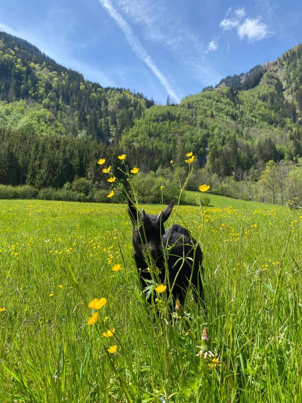 Hébergement de vacances Hirzbachgut Fusch an der Grossglocknerstrasse