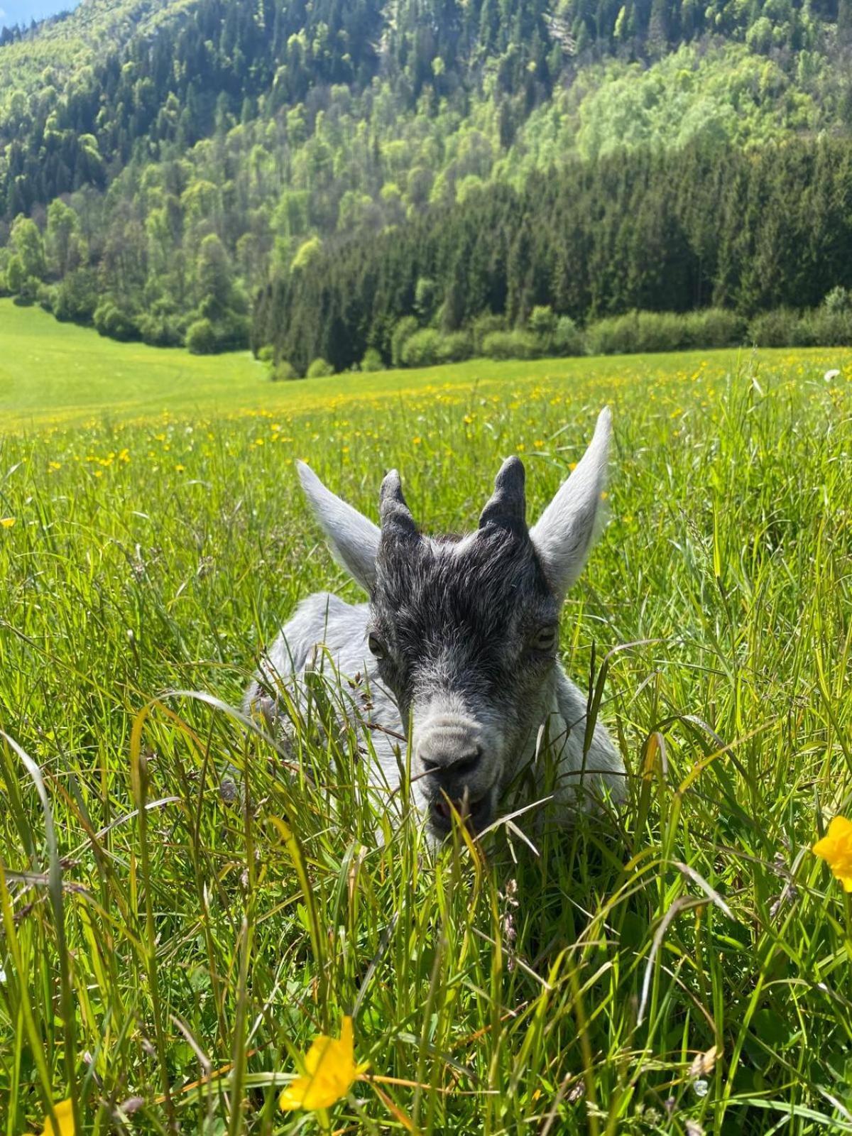 Сasa de vacaciones Hirzbachgut *